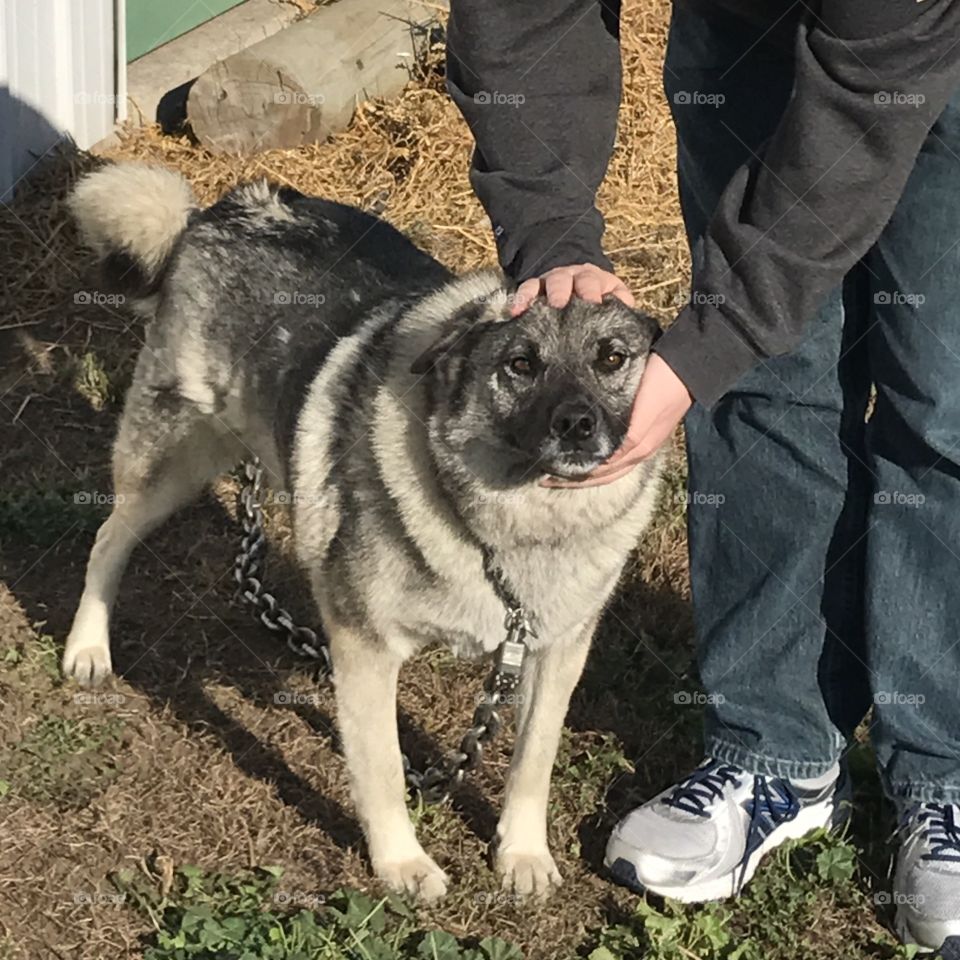 Husky dog getting a pat on the head