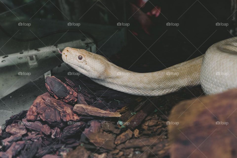 albino Python in terrarium , close up portrait . Serpent pet concept.