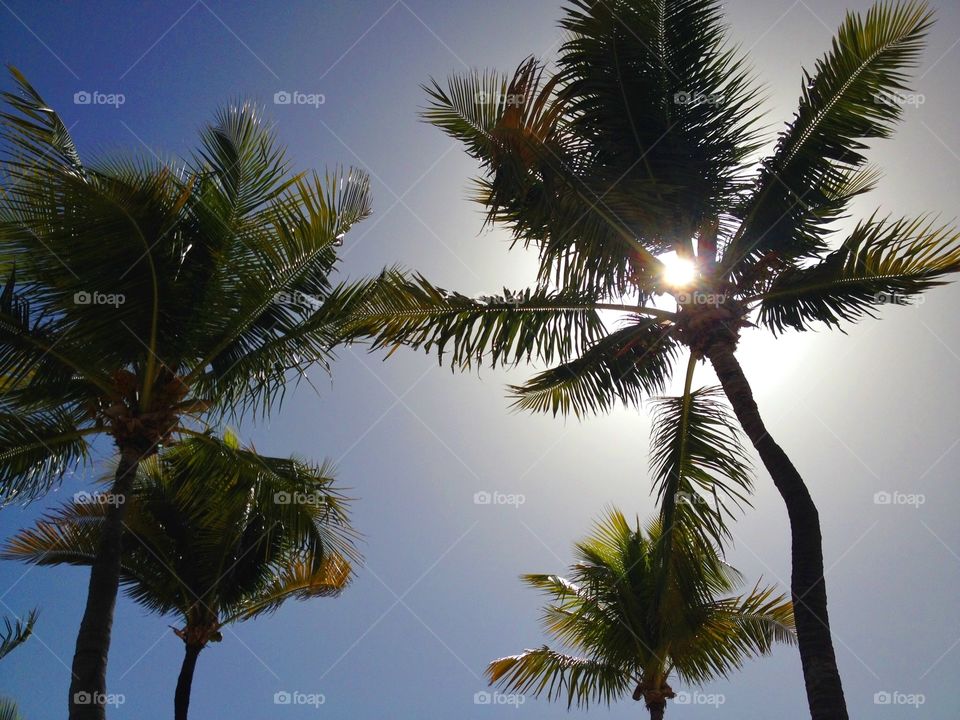 Low angle view of palm tree