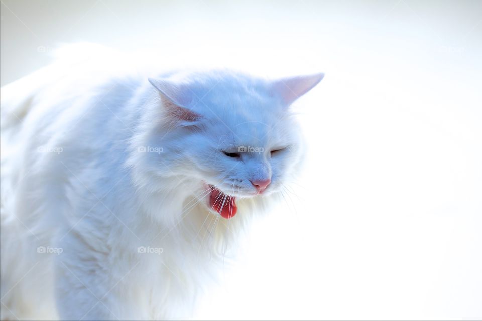 White norwegian forest cat