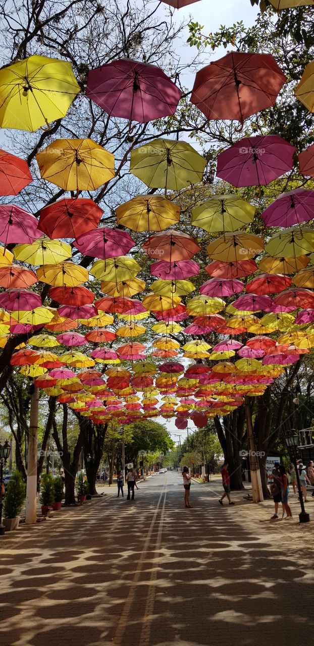 Holambra - City of flowers - Brazil