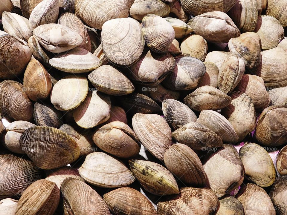 clams