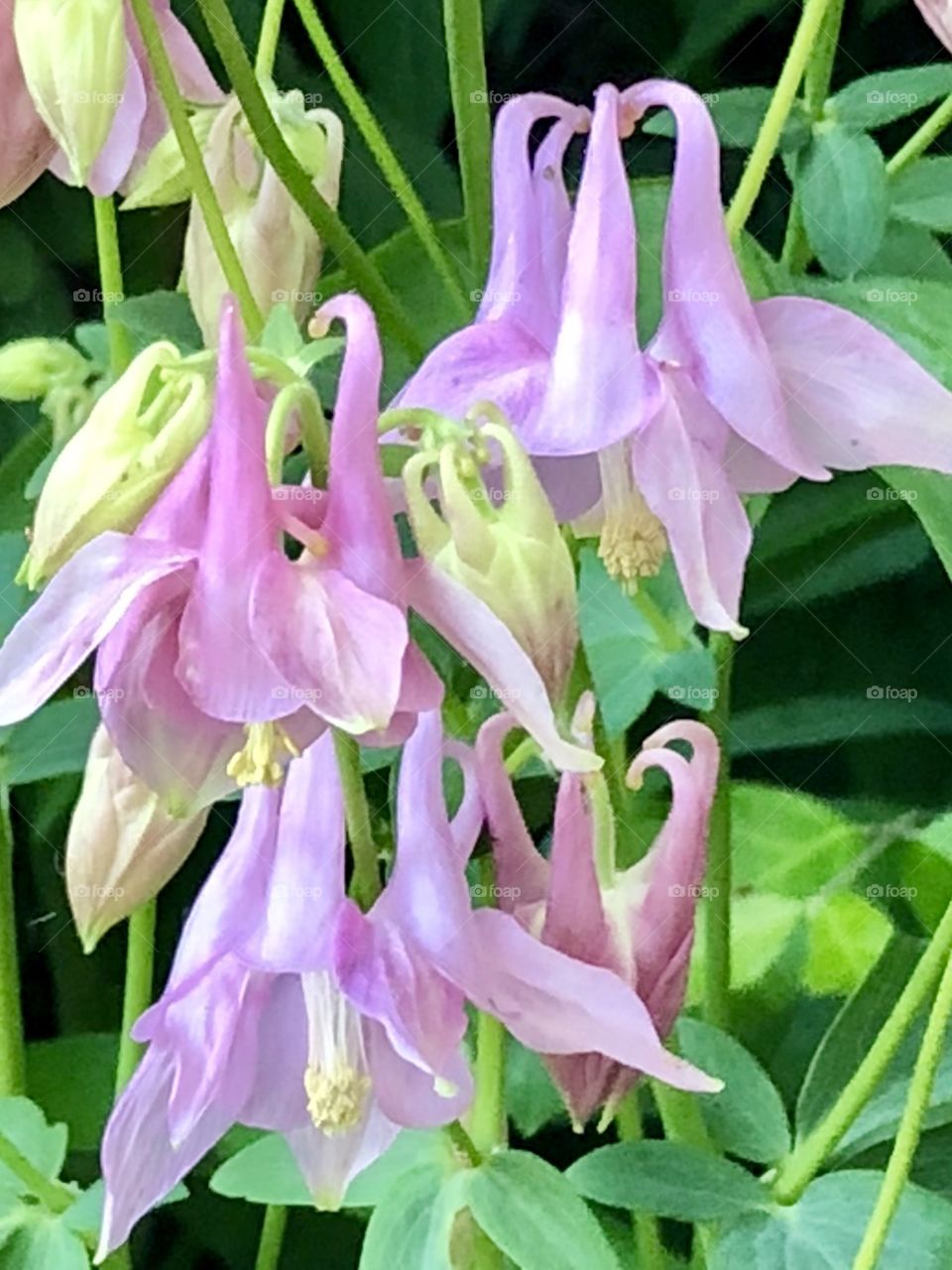 Flower closeup