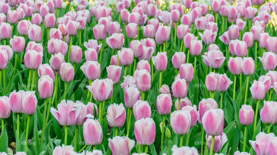 tulips