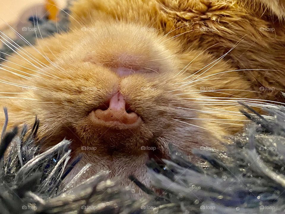 An orange tabby cat sleeping upside down on a black fuzzy blanket