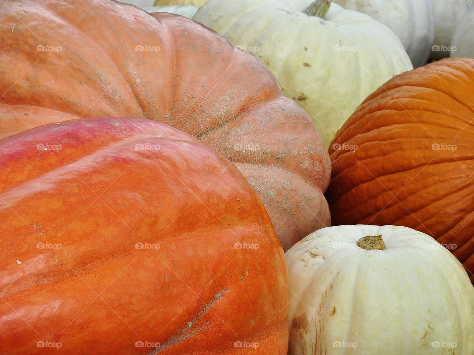 Pumpkins. Pumpkin picking at Happy Valley Farm in Manalapan, NJ

zazzle. com/fleetphoto