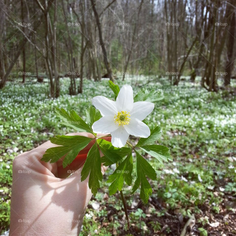 Spring. Spring prime flowers in the hand on the fores background