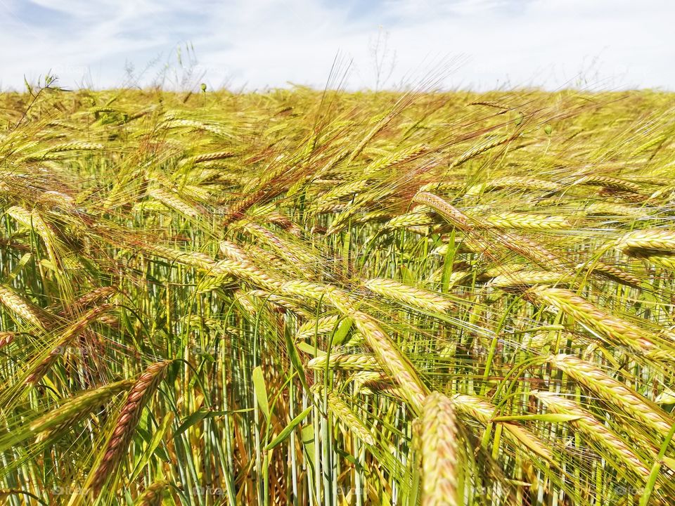 Wheat field with not yet ripe ears