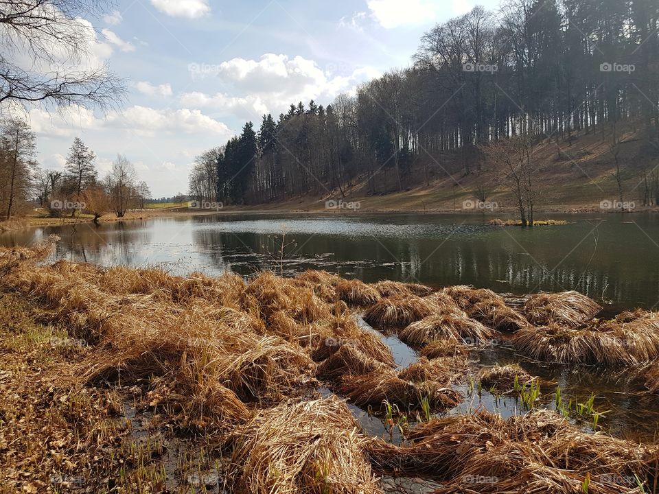 Reeds in the swamp