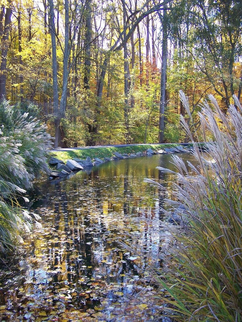 Autumn stream