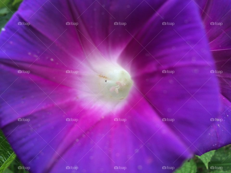 Flower on purple