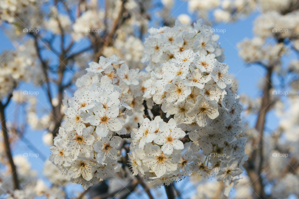 Cherry tree blossoms in the park 