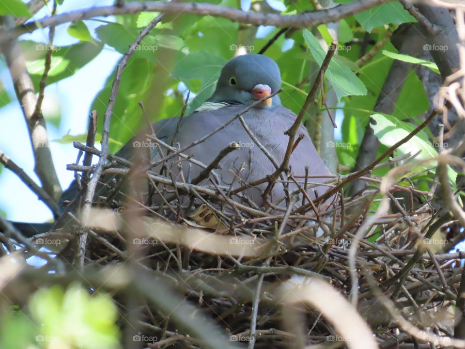 Wood pigeon on the nest