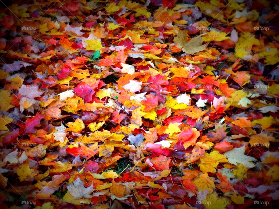 A bed of colorful Autumn leaves upon the ground.