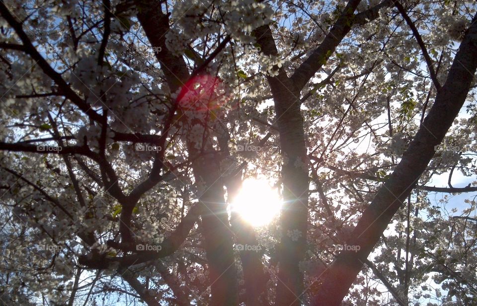 morning through the sakura branches. sunrise in a cherry tree
