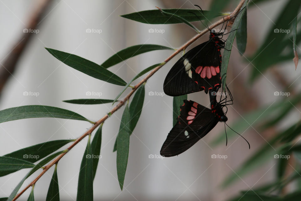 Gorgeously coloured butterflies mating on a branch