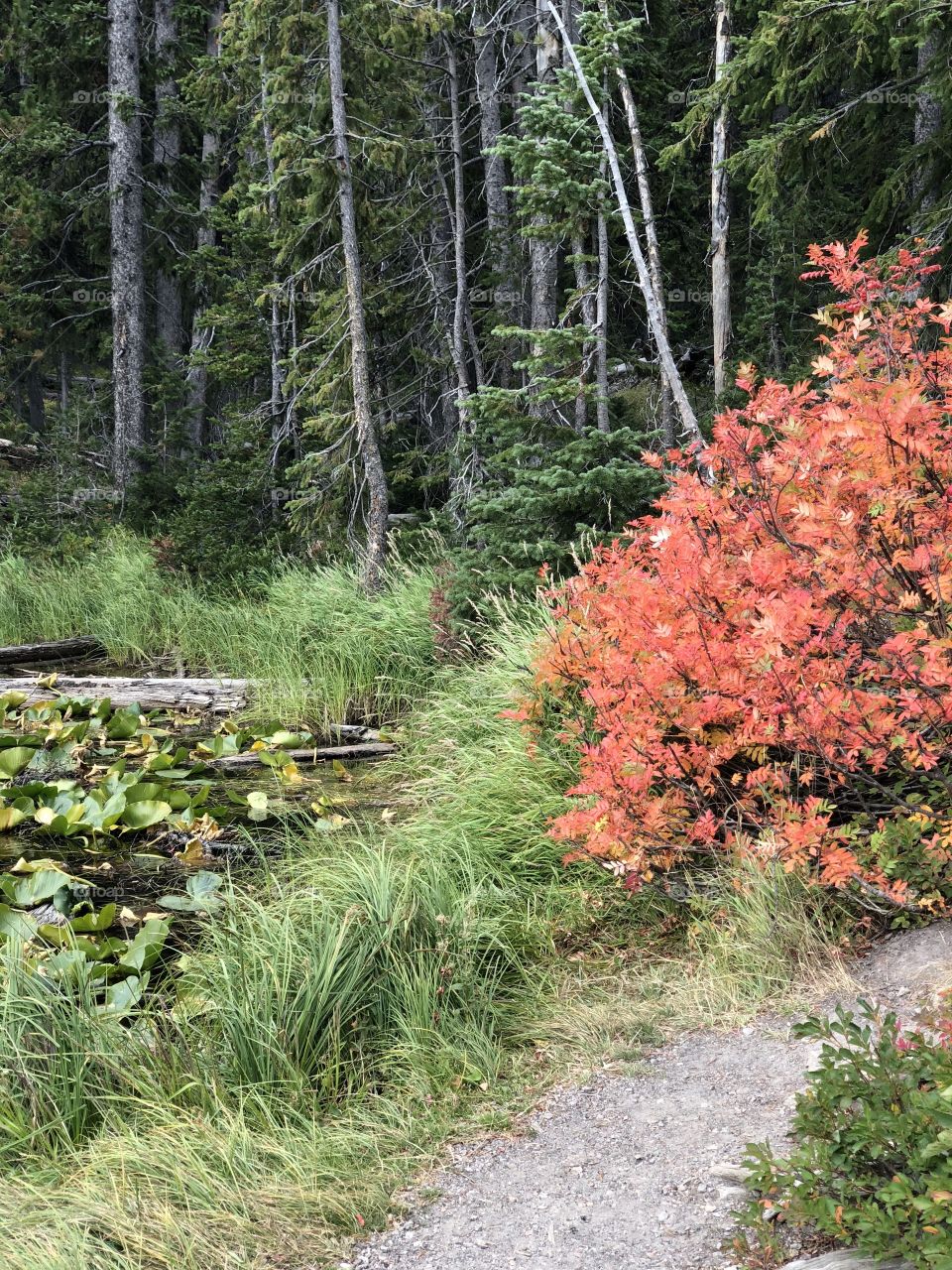 Fall colors at the Continental Divide in Yellowstone