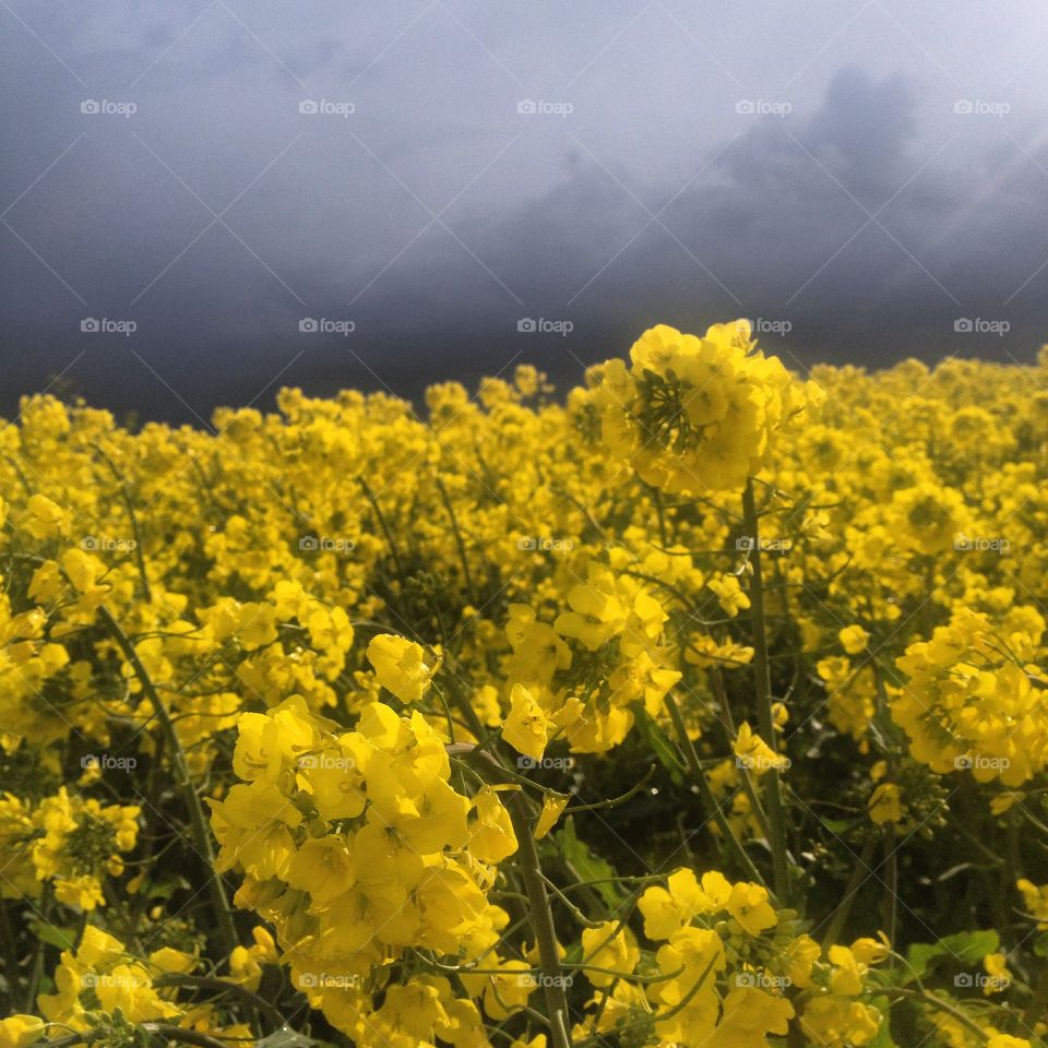 Rapeseed . Summerstorm