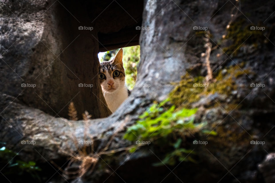 Cat in hole