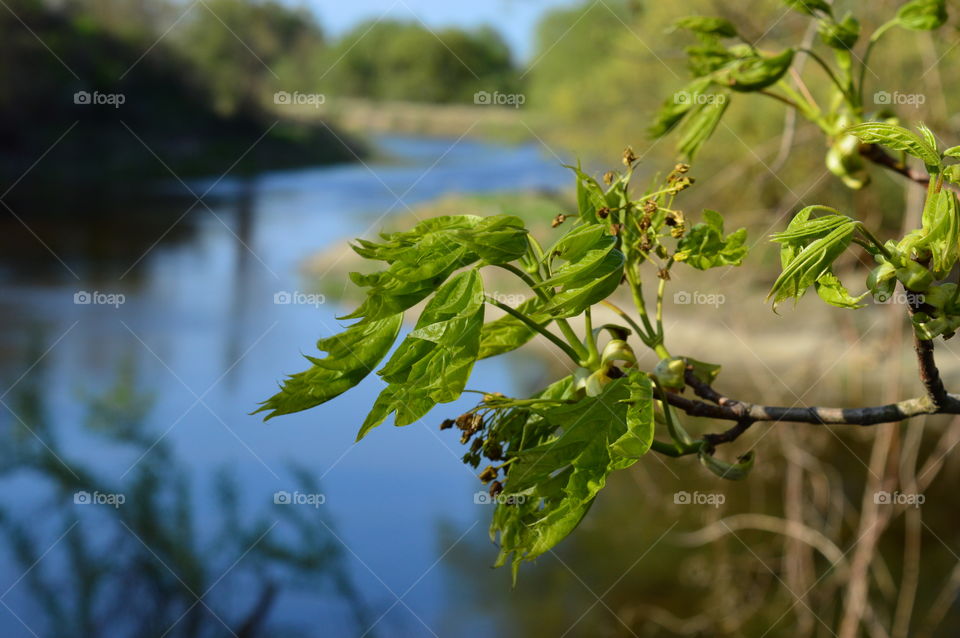 Scenic view of nature