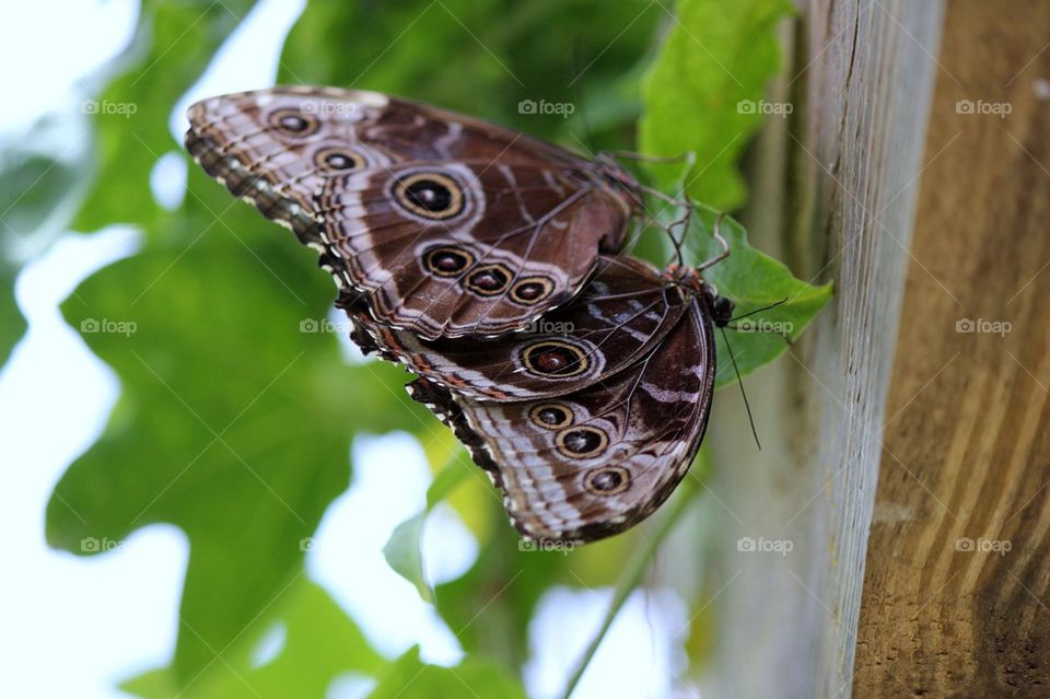 Butterfly friends 