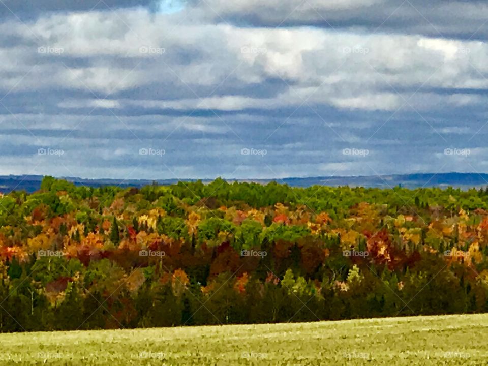 Fall tree line with clouds