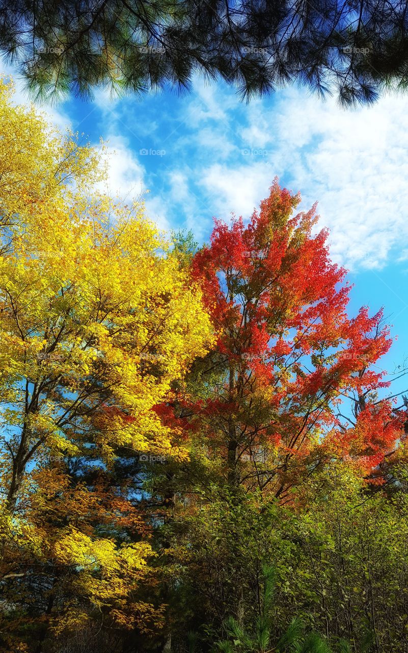 Colorful trees in the fall