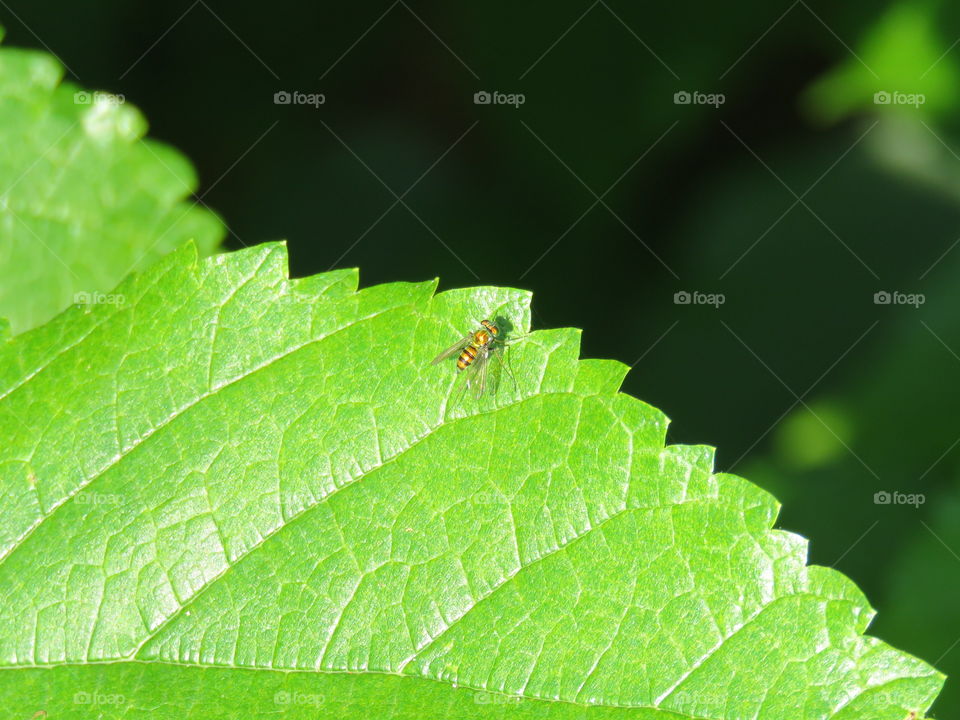 fly on leaf