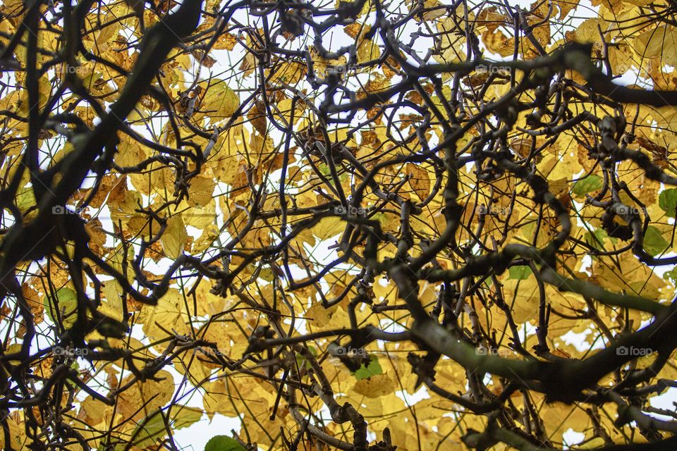 Crown of trees