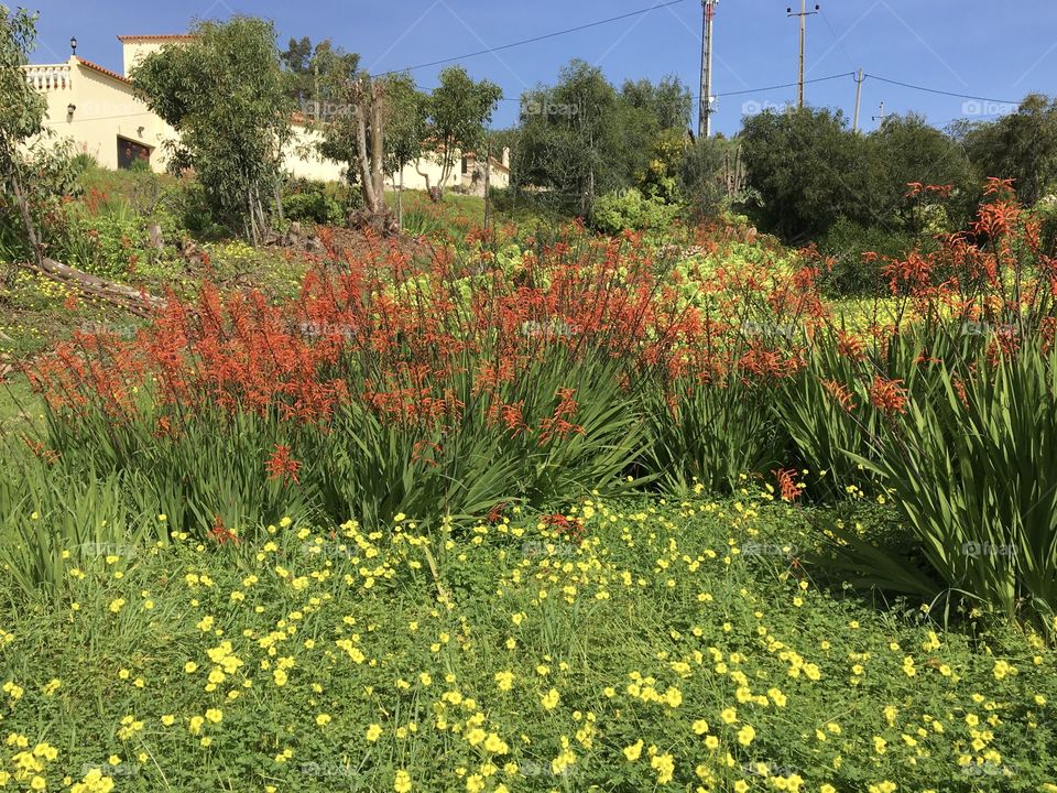 Natural garden with mixed wild flowers