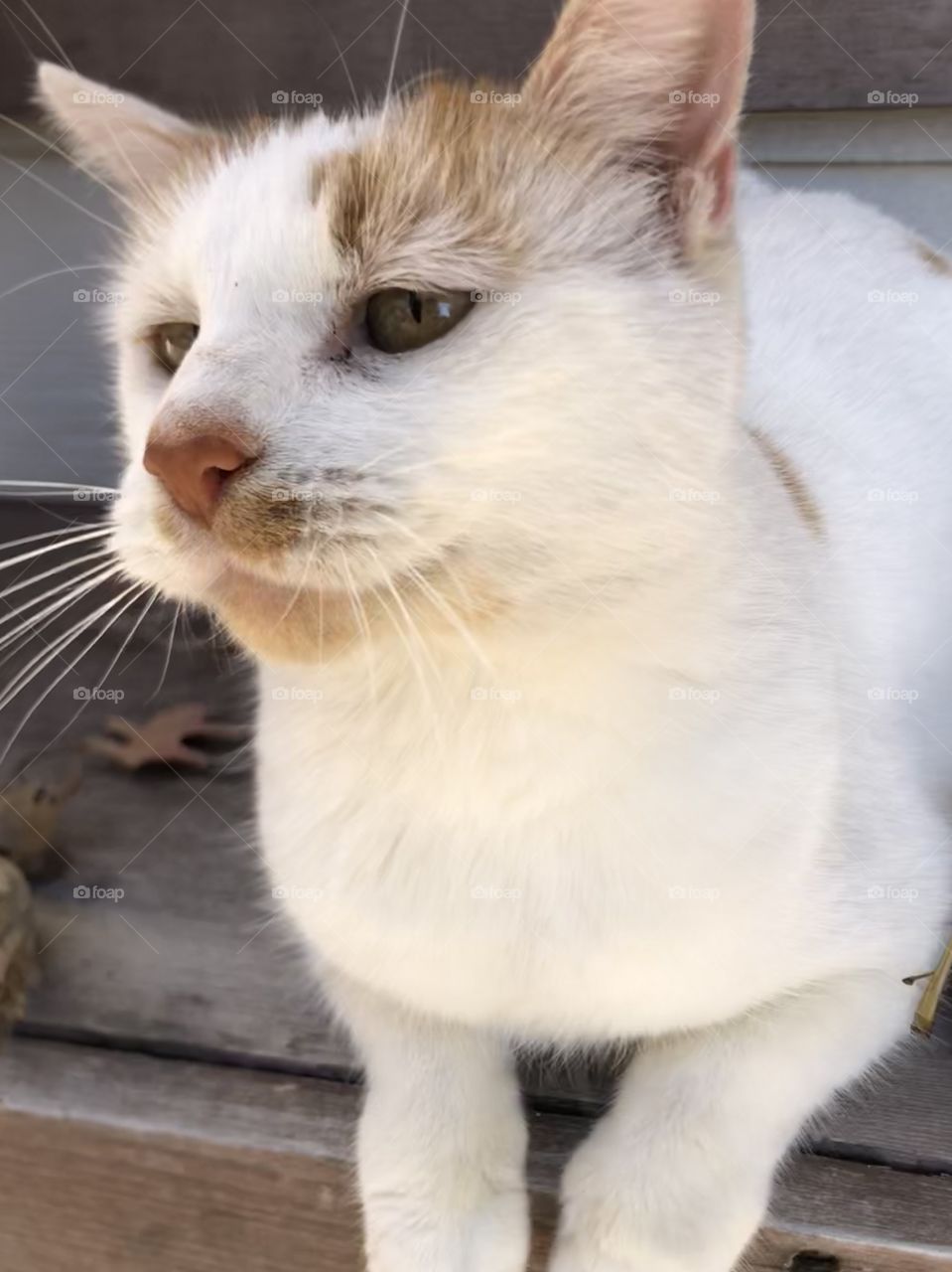 Cute whisker face cat