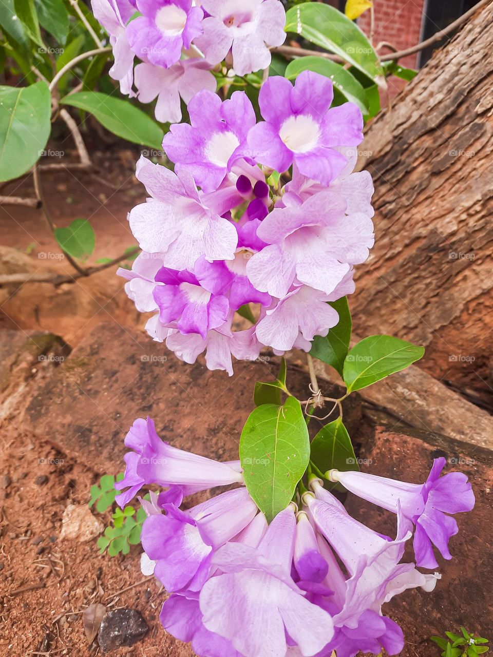 Lavender Color Flowers