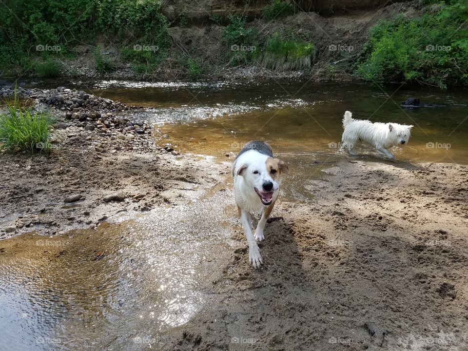 Two river dogs