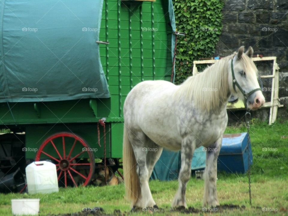 Gypsy caravan and horse