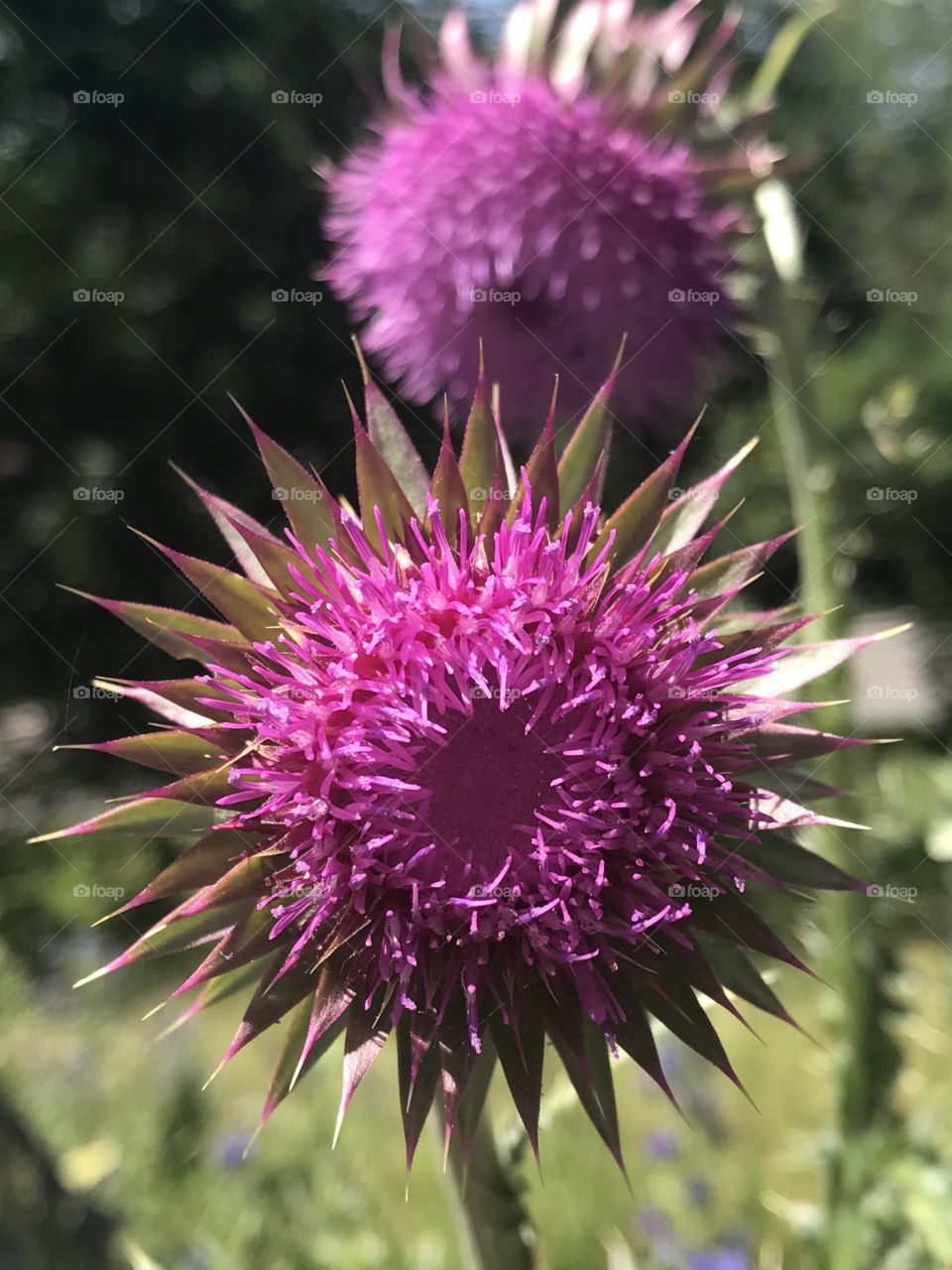 Thistle Flower