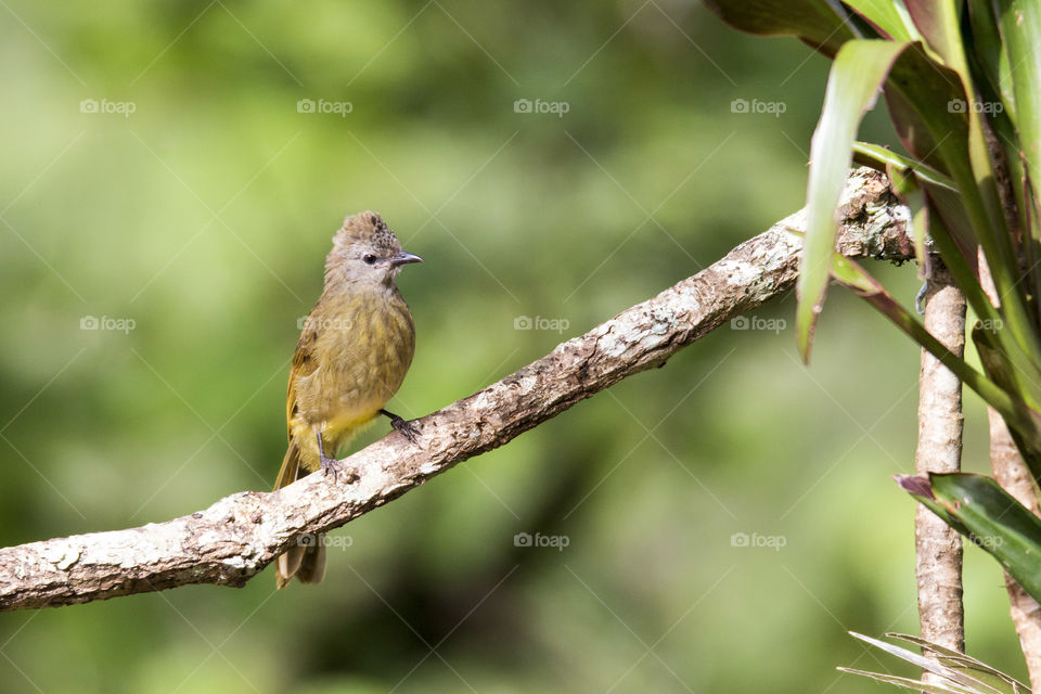 Waiting for you (Bird ID - Flavescent Bulbul)