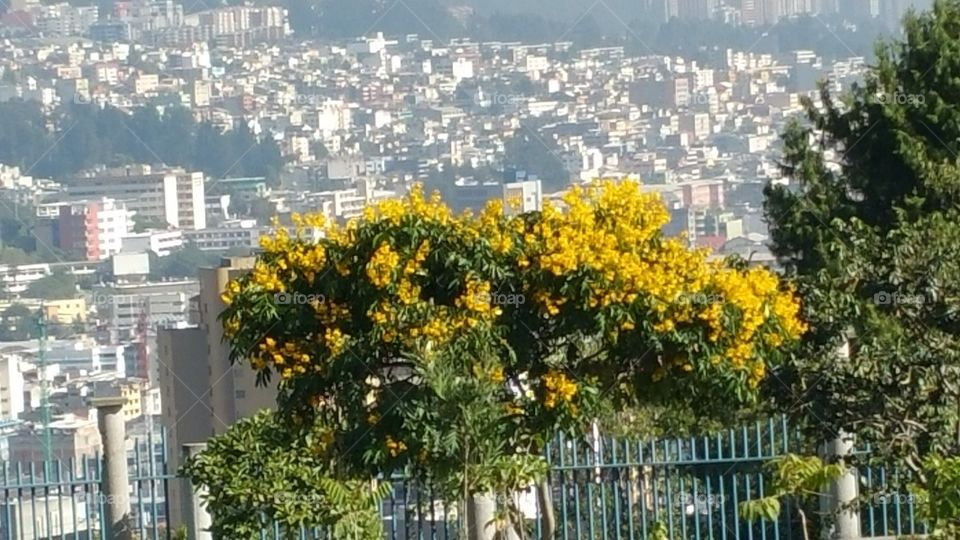 The Beauty I See. On tour in Quito, Equador and saw this beautiful site.