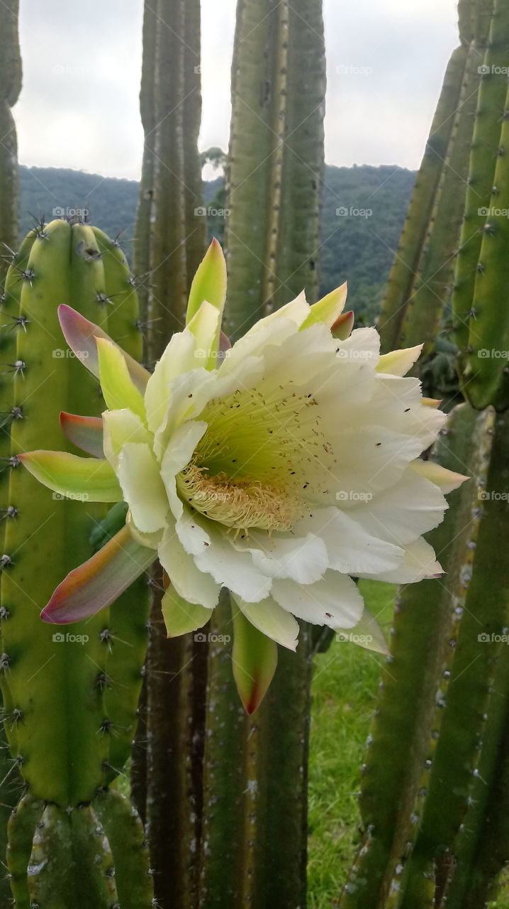 PLANT, PFLANZE, PLANTA.