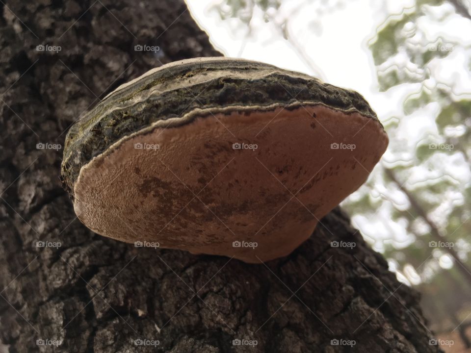 Hoof fungus 
