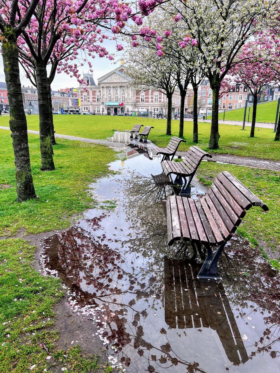 Beautiful cityscape with gentle blooming sakura cherry trees and the park benches with the reflection in the spring puddle 