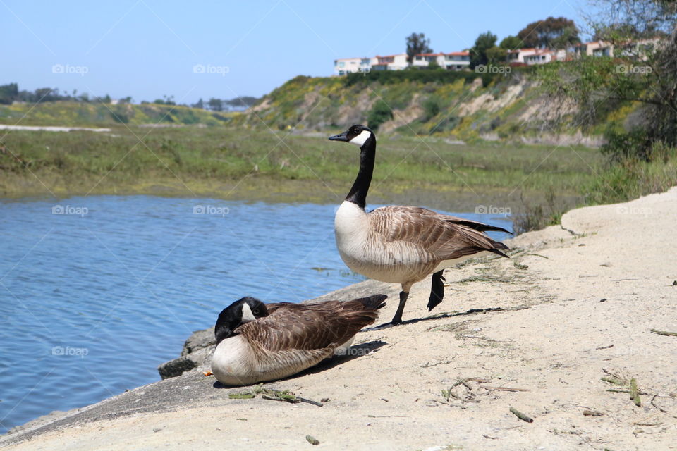 Goose Friends