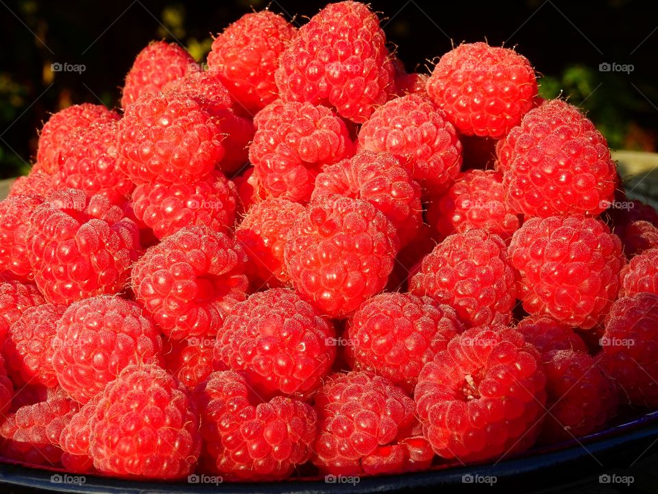 Red raspberries