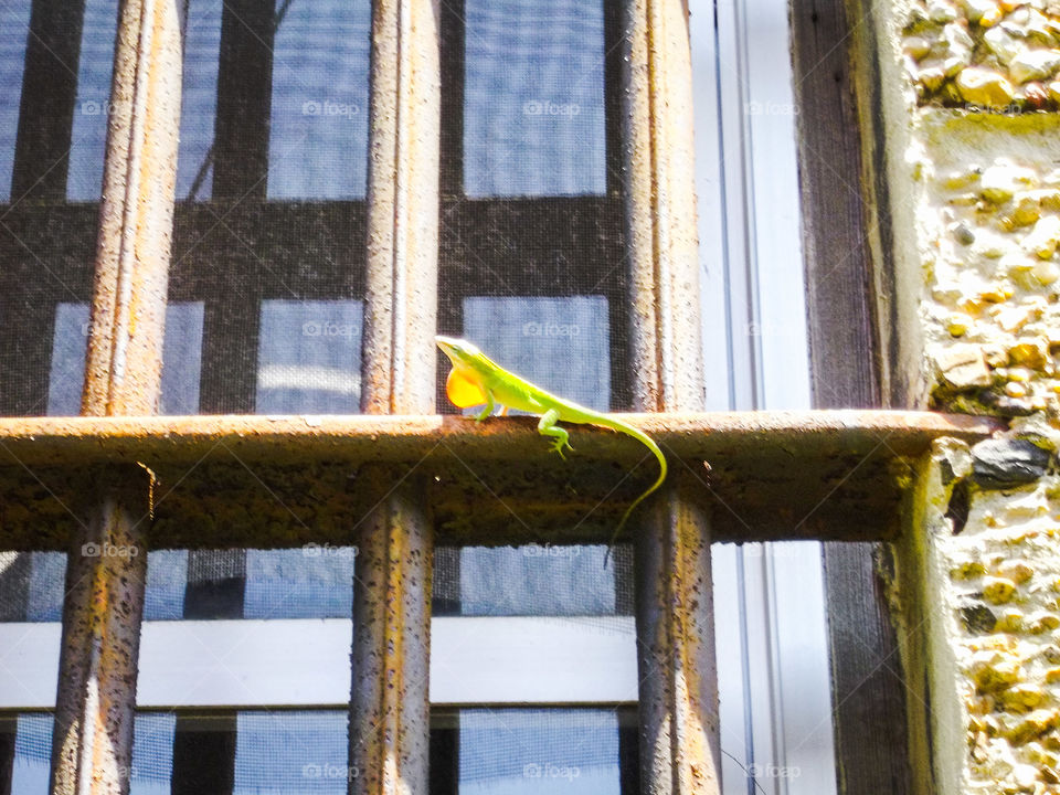 Resting Lizard on Bars