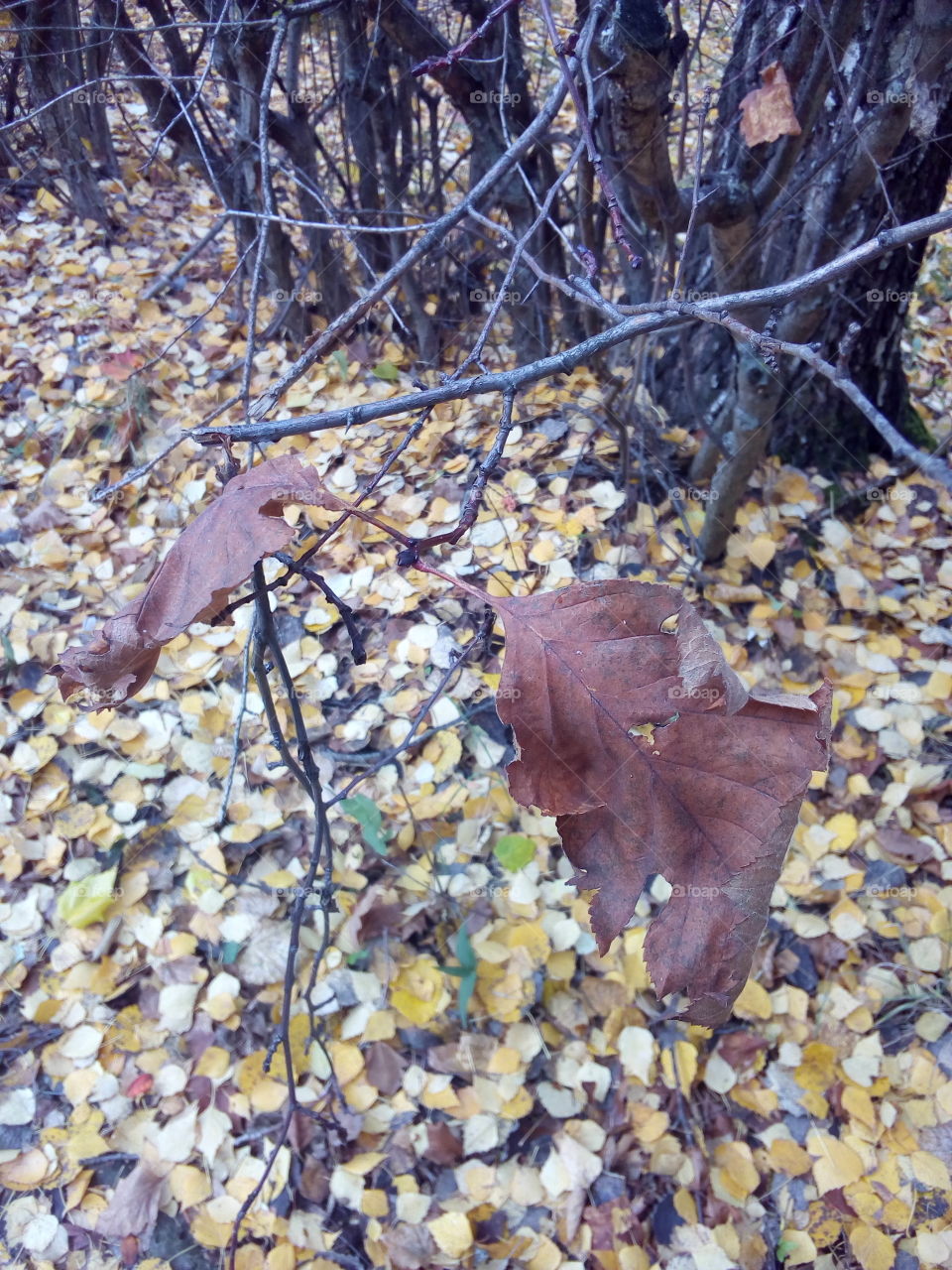 Fallen autumn leaves lie on the branches of a bush