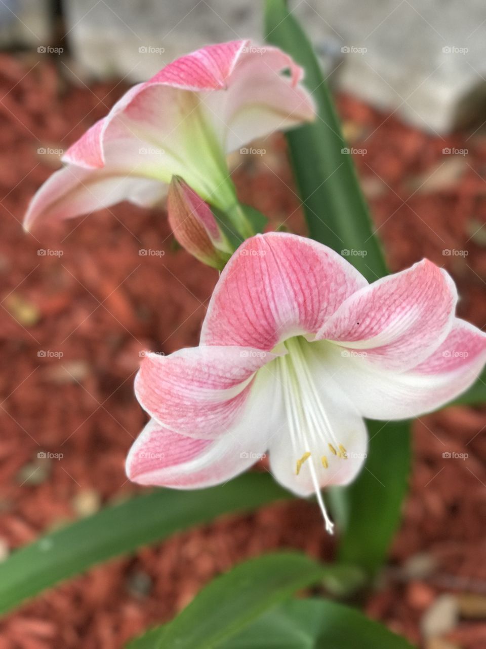 In love with amaryllis blooms