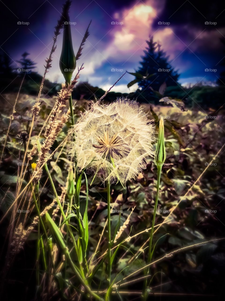 Meadow Salsify looks like a giant dandelion full of wishes along the Appalachian Trail in Roan Tennessee North Carolina