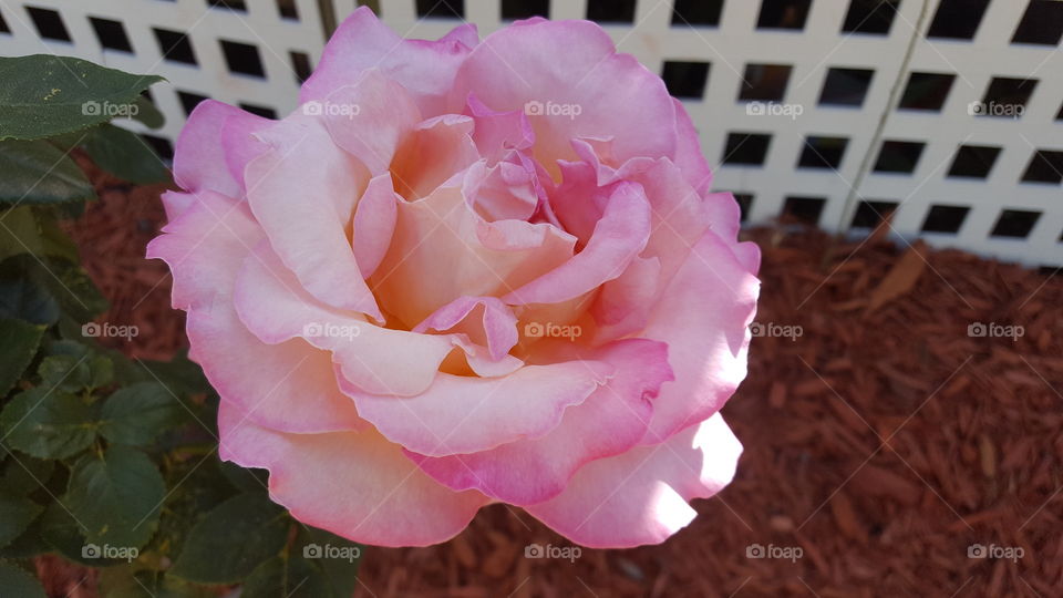 beautiful pink rose