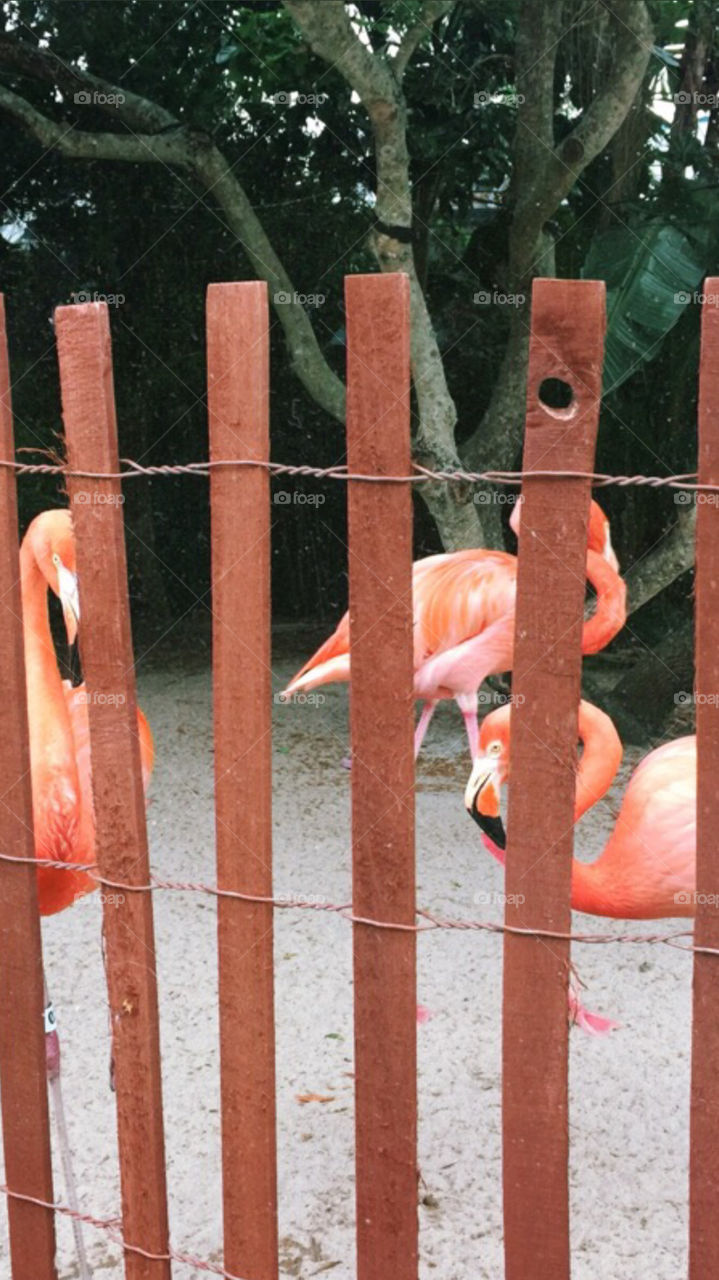 Flamingos fofos 