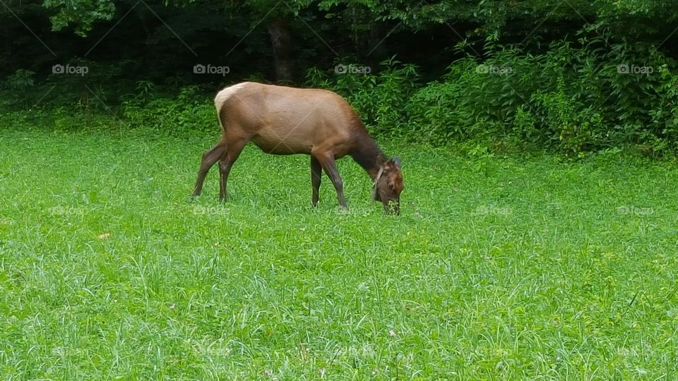 Elk