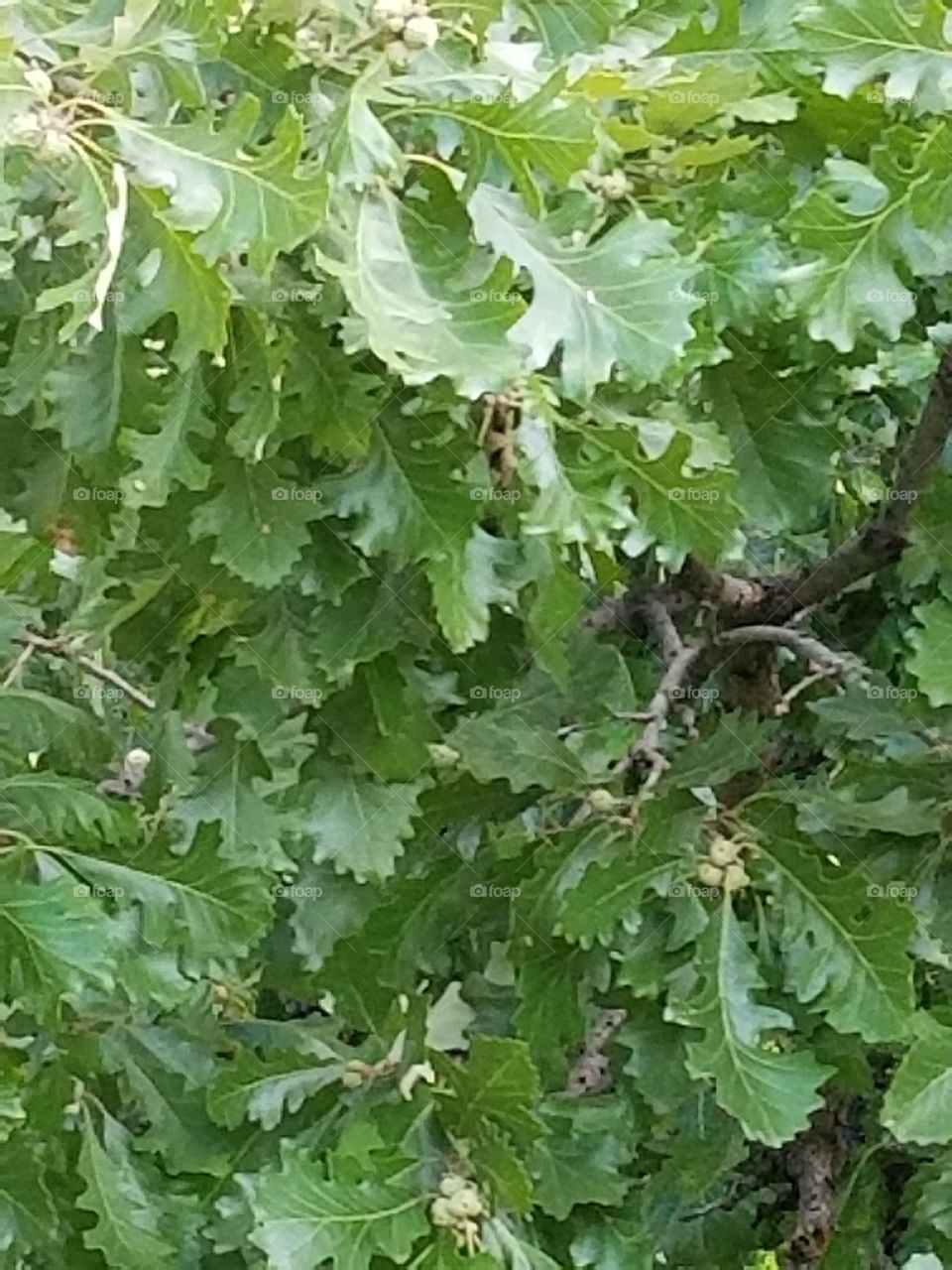 acorns on a large oak tree